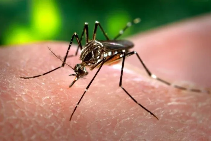 Nyamuk Aedes aegypti dalam foto arkib 2006. &mdash; Foto: James Gathany / Pusat Kawalan dan Pencegahan Penyakit Amerika Syarikat.