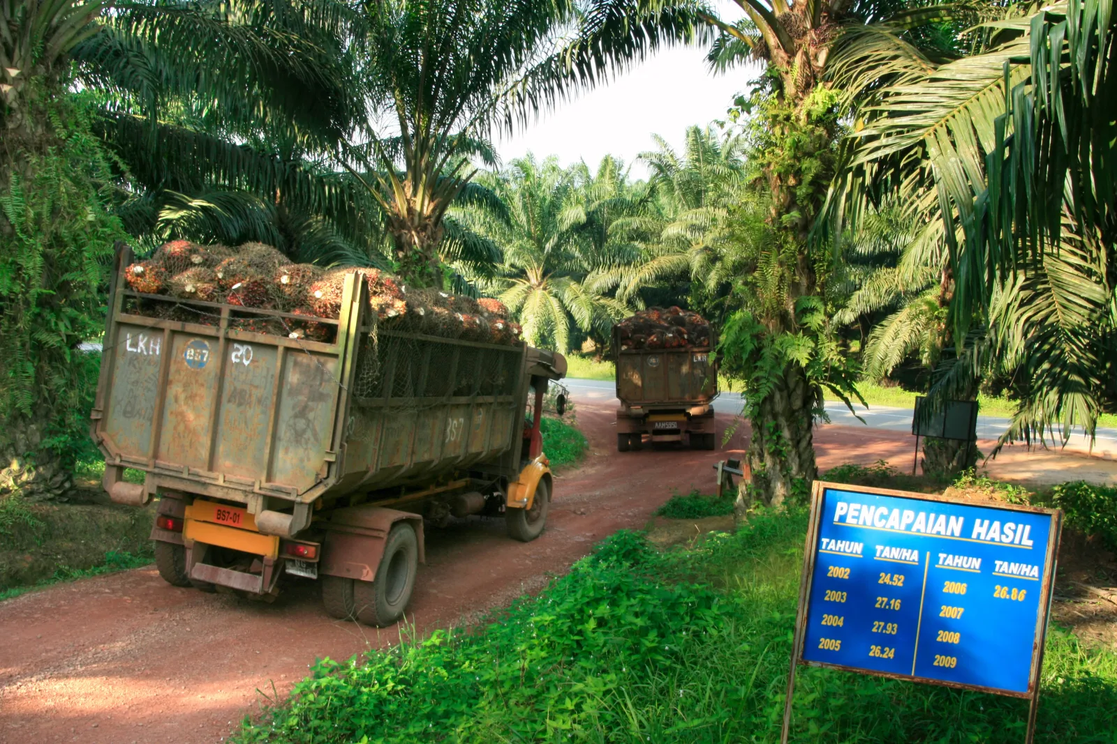 Foto arkib lori membawa buah sawit di ladang FELDA