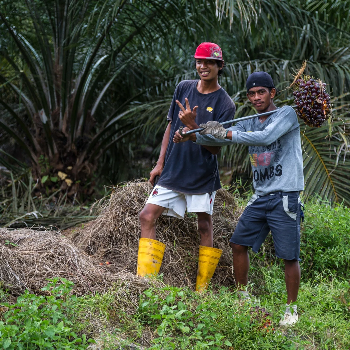 Foto arkib pekerja ladang sawit di Kimanis, Sabah pada 20 Ogos 2013. Foto CEphoto, Uwe Aranas/Wikimedia Commons