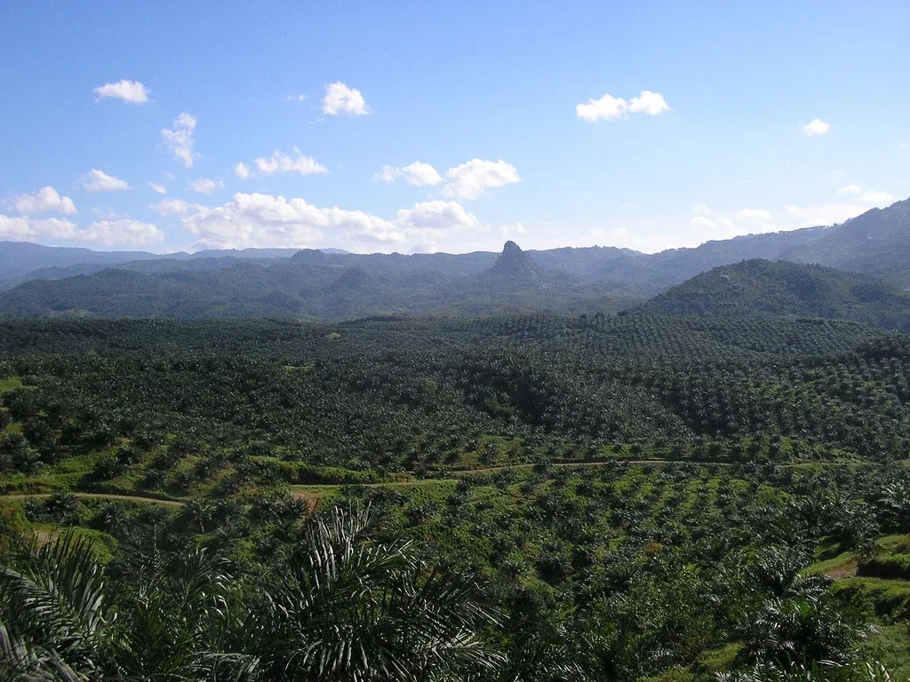 Pemandangan ladang kelapa sawit di Cigudeg dalam foto arkib