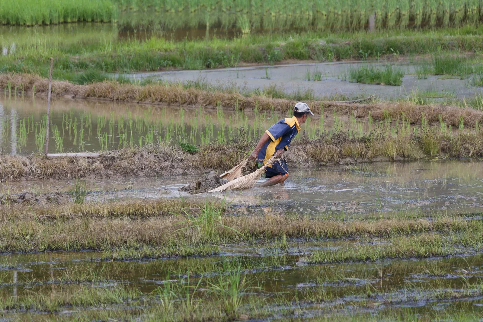 Seorang pesawah mengusahakan sawah di Kampung Pahu, Kota Belud, Sabah dalam foto arkib 27 Oktober 2014. Foto CEphoto, Uwe Aranas/Wikimedia Commons